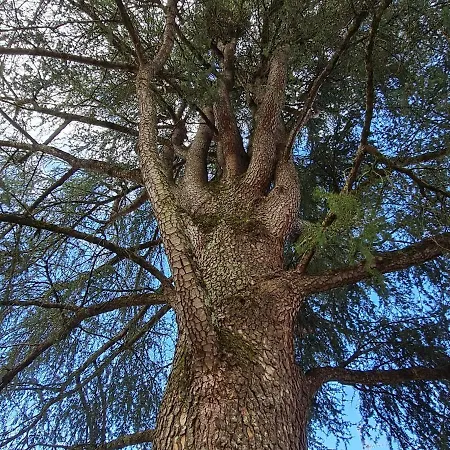 Oda ve Kahvaltı Les Cedres Bleus 3*