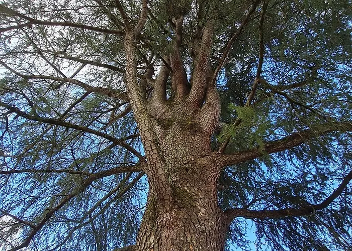 Couette-café Les Cèdres Bleus 3*